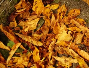 fall leaves thumbnail