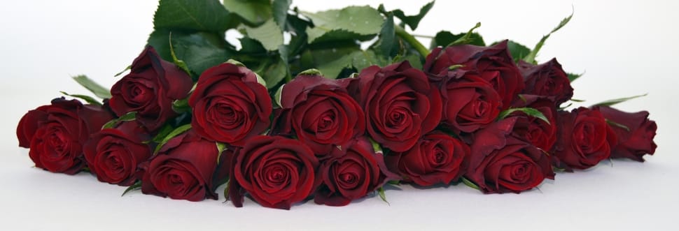 red roses on white surface preview