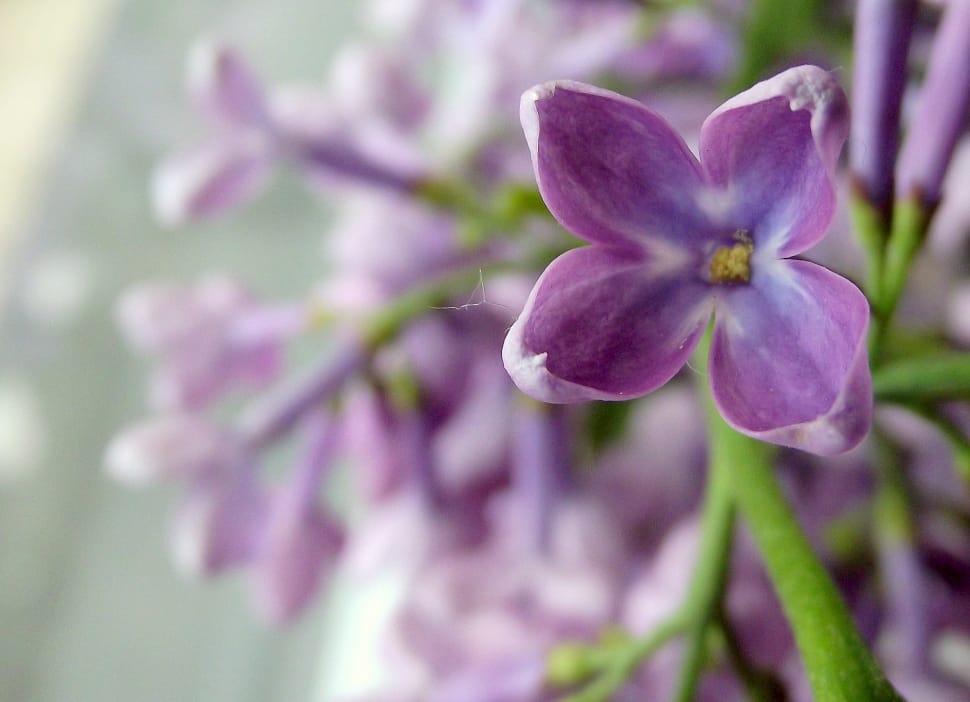 Nature, Flower, Lilac, Without, flower, fragility preview