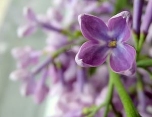 Nature, Flower, Lilac, Without, flower, fragility thumbnail