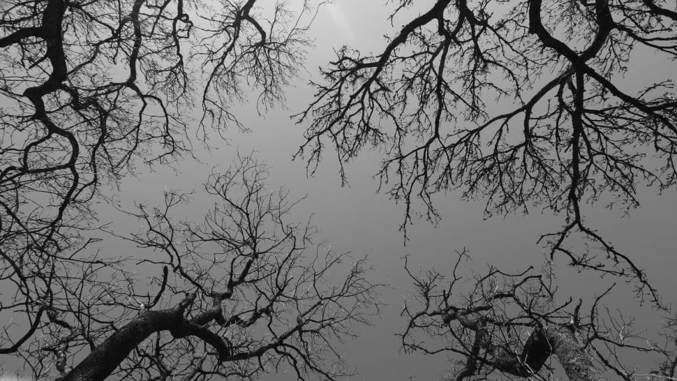 leafless tree in low angle photography preview