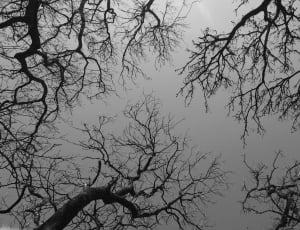 leafless tree in low angle photography thumbnail