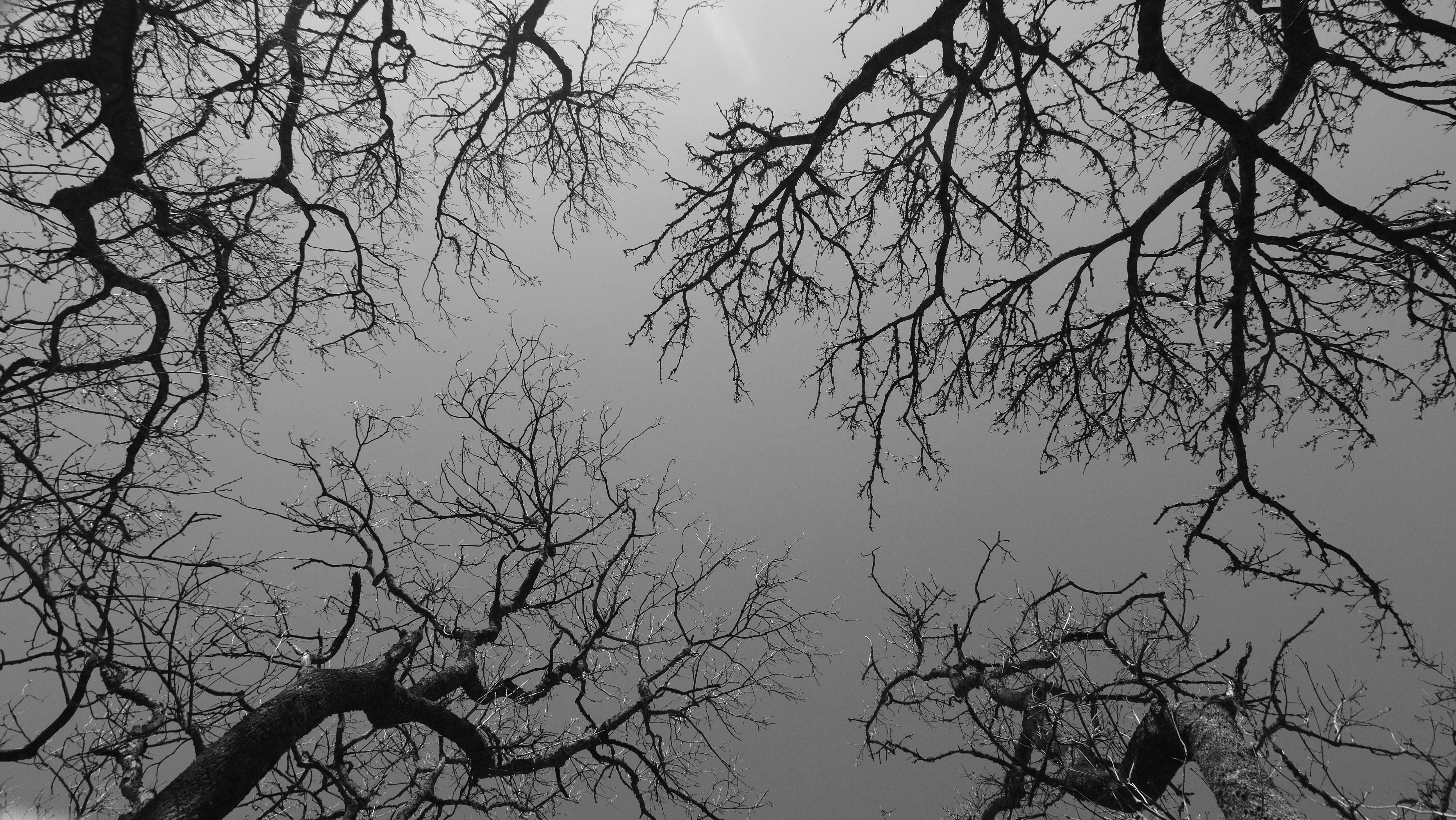 leafless tree in low angle photography
