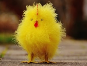 yellow chick toy thumbnail