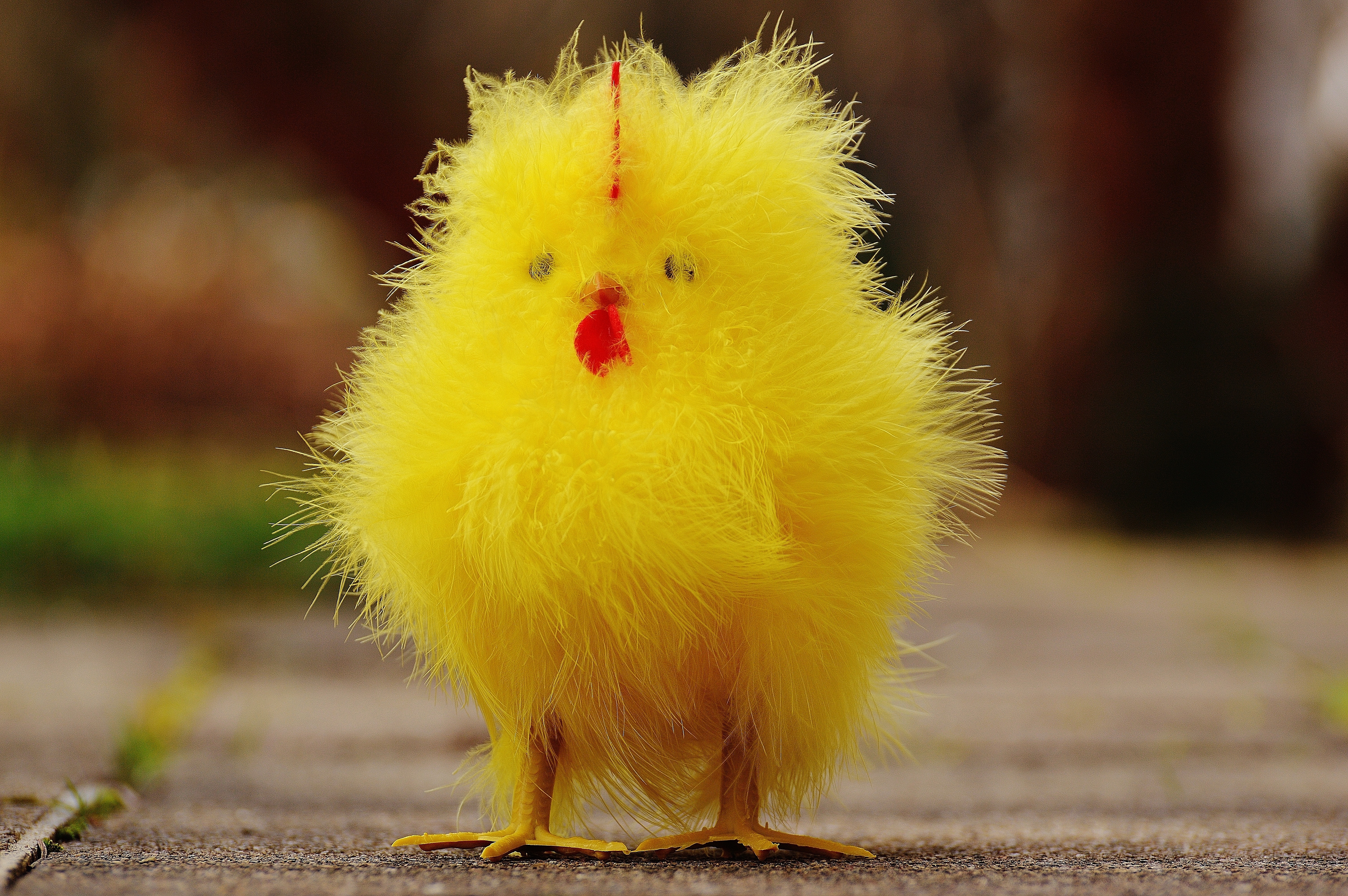 Желтые куры почему. Пушистый цыпленок. Красивые цыплята. Желтый цыпленок. Жёлтые пушистые цыплята.
