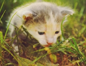gray short fur kitten on grass field thumbnail