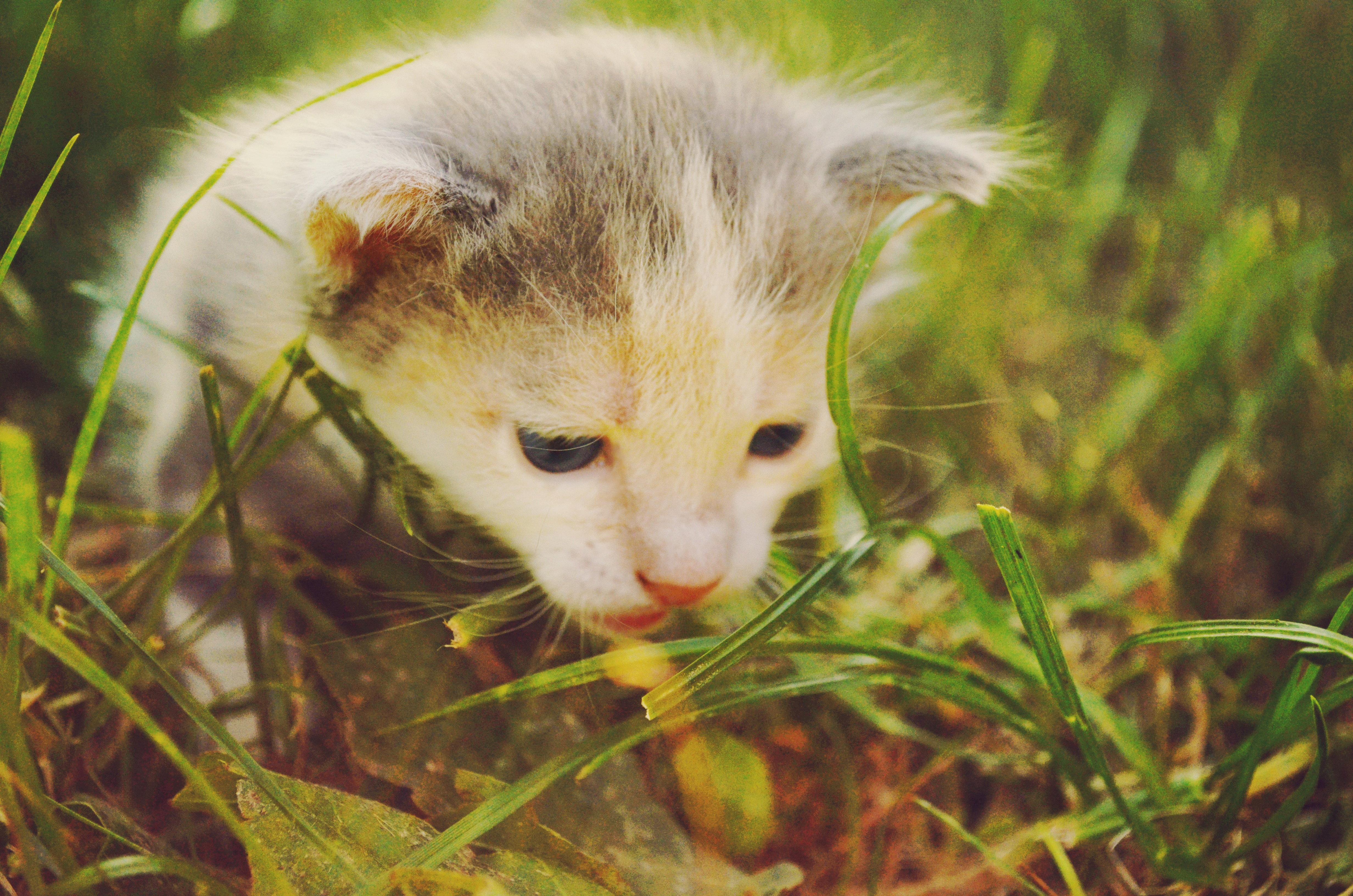 gray short fur kitten on grass field