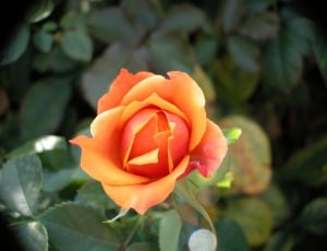 closeup photo of peach rose thumbnail