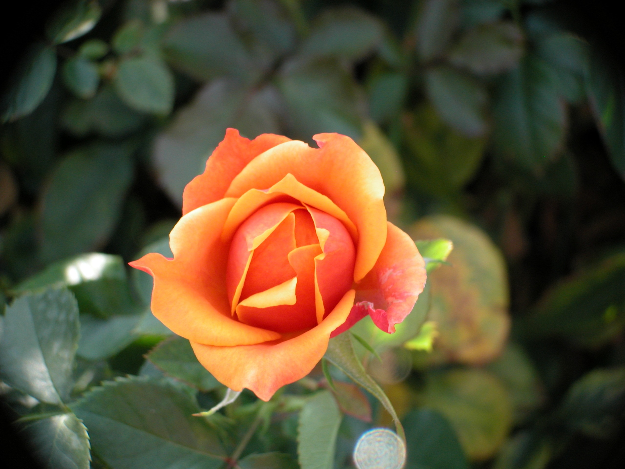 closeup photo of peach rose