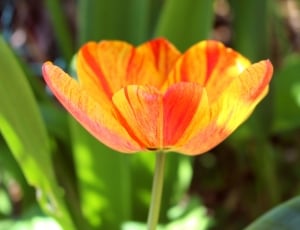 orange and yellow petal flower thumbnail