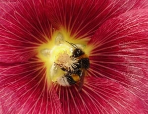 honey bee; red petaled flower thumbnail