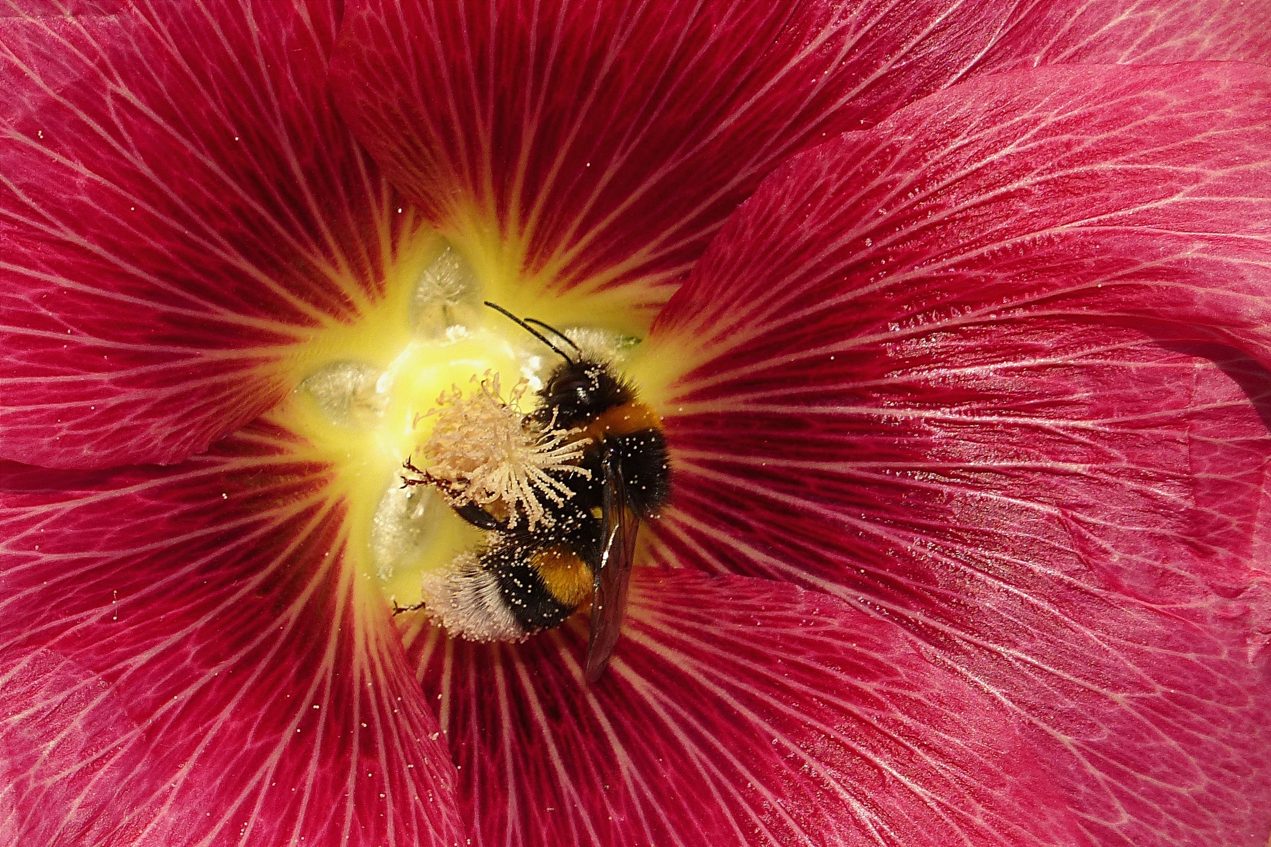 honey bee; red petaled flower