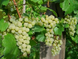 green grape fruits thumbnail