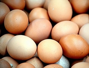 Food, Animals, Chicken Eggs, Eggs, egg, food and drink thumbnail