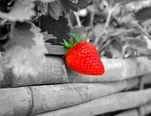 strawberry photo thumbnail