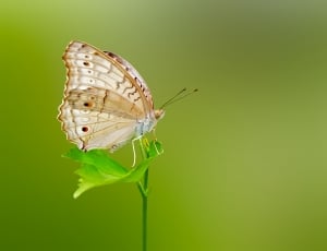 white and brown butterfly thumbnail