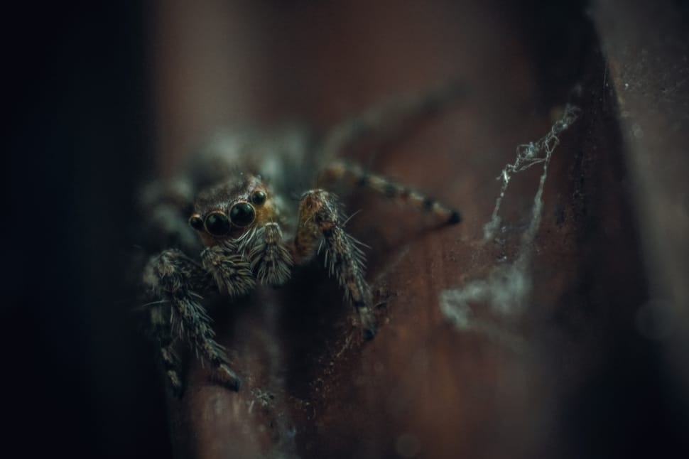 black jumping spider in closeup photography preview