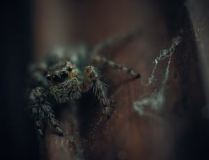 black jumping spider in closeup photography thumbnail