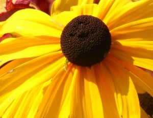 Yellow, Flower, Black Eyed Susan, flower, petal thumbnail