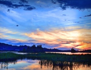 body of water with grasses photo thumbnail