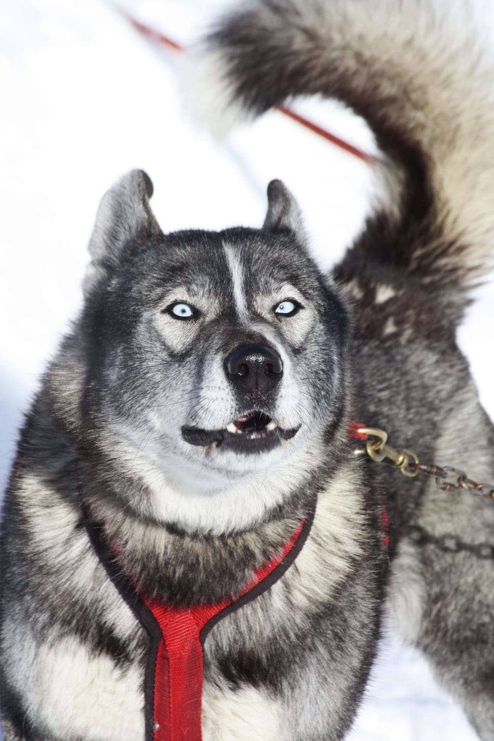Mountain, Winter, Snow, Husky, Dog, Alps, dog, pets preview