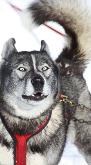 Mountain, Winter, Snow, Husky, Dog, Alps, dog, pets thumbnail