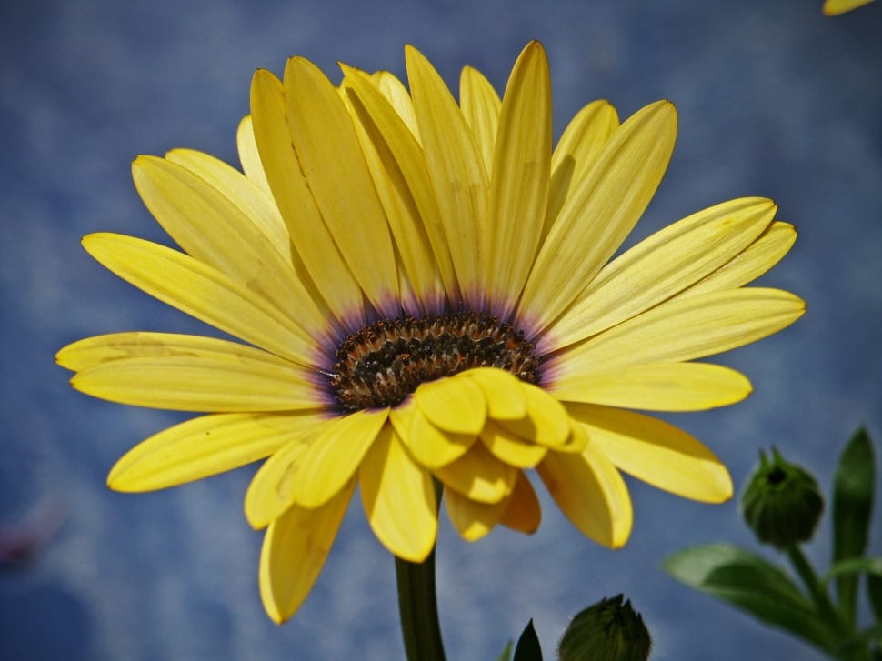 selective focus photo of yellow petaled flower preview