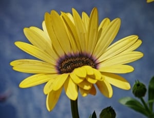 selective focus photo of yellow petaled flower thumbnail