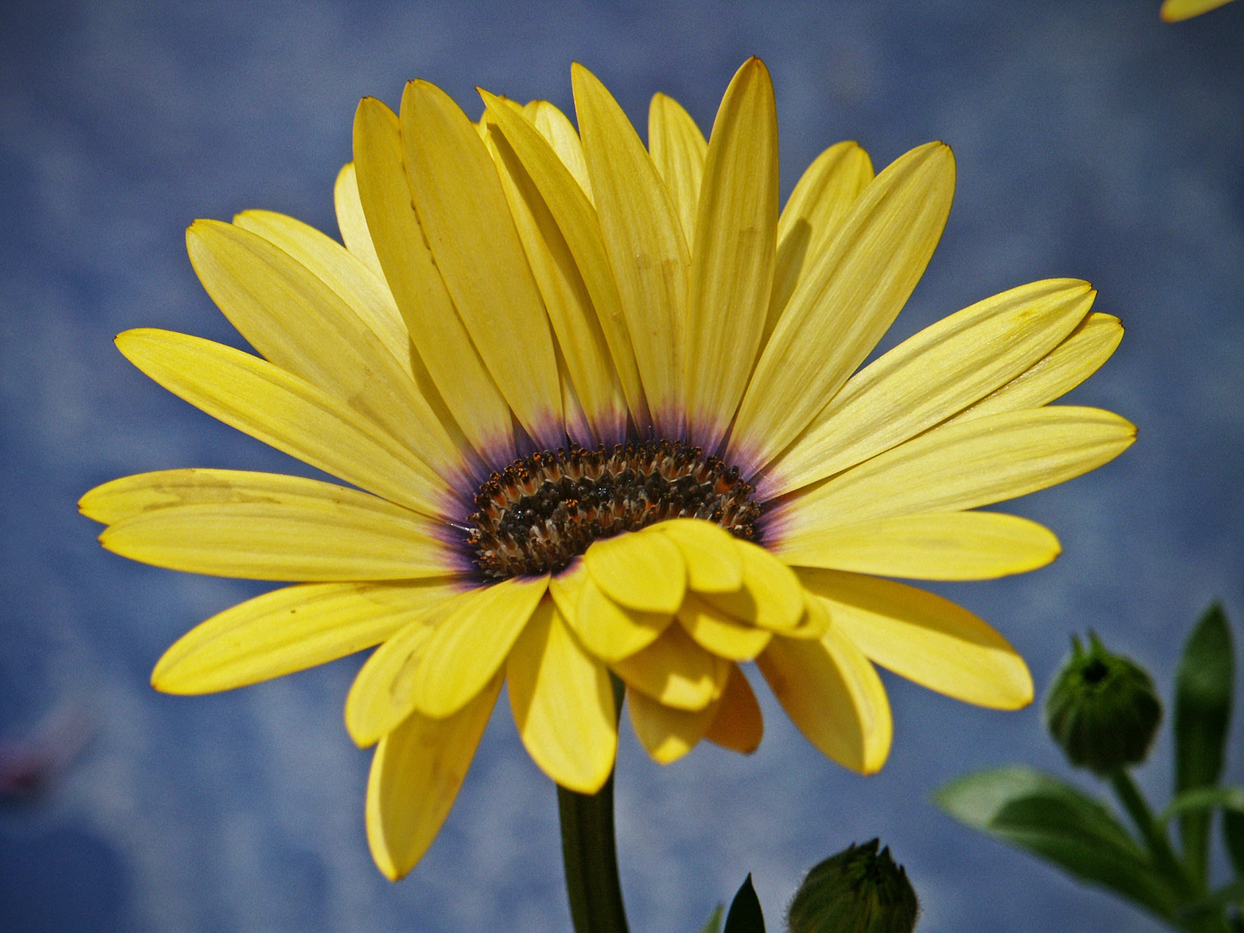 selective focus photo of yellow petaled flower