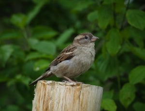 brown bird on brown wood at daytime thumbnail