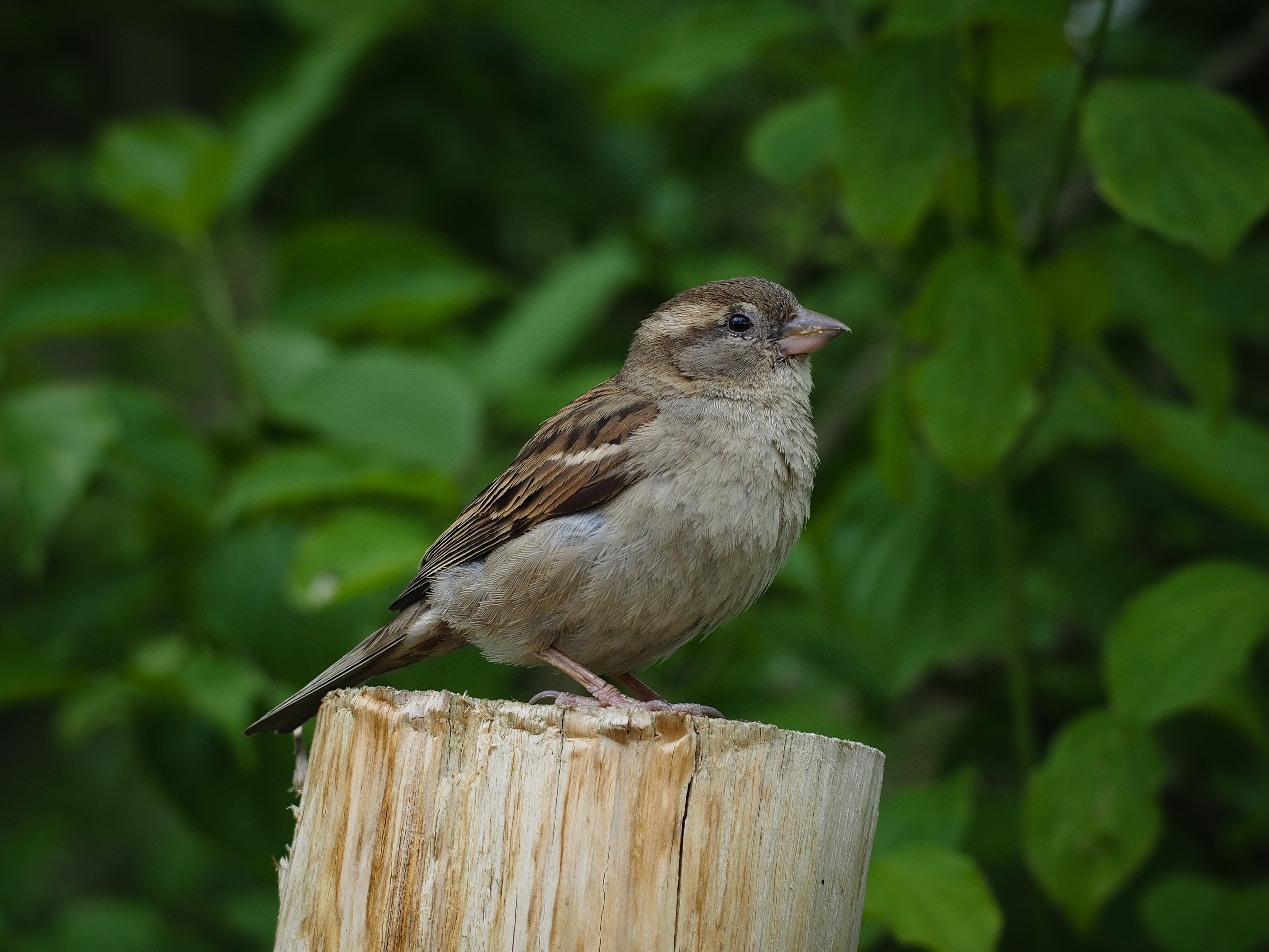 brown bird on brown wood at daytime