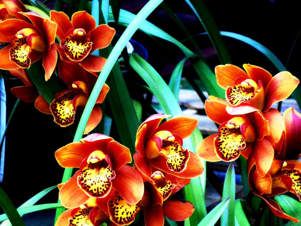 red and yellow orchid flowers preview
