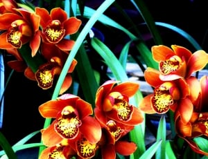 red and yellow orchid flowers thumbnail