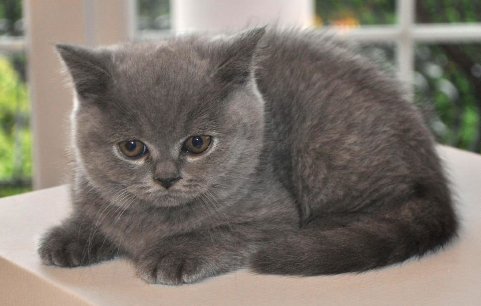 gray fur cat preview