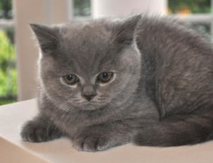 gray fur cat thumbnail