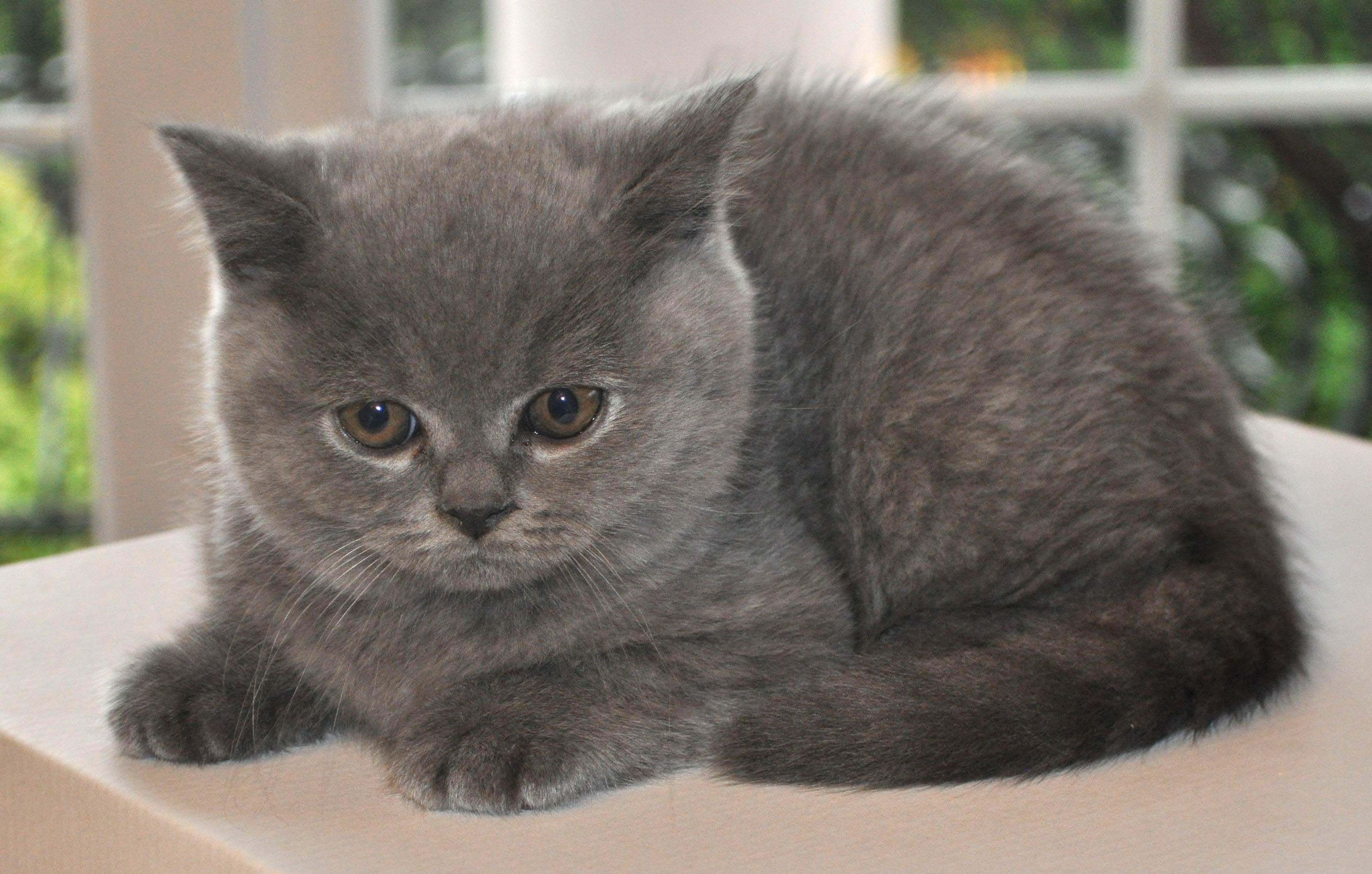 gray fur cat