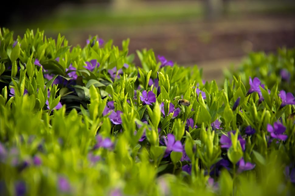 Meadow, Spring, Flowers, Grass, Green, flower, purple preview