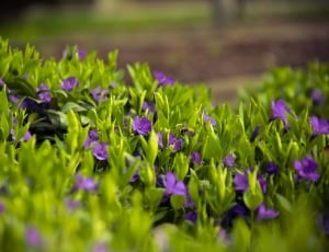 Meadow, Spring, Flowers, Grass, Green, flower, purple thumbnail