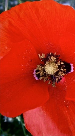 closeup photography of red and brown petaled flower thumbnail