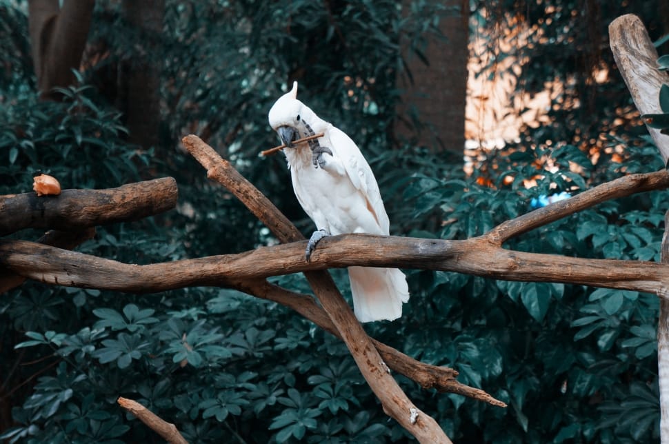 white cockatoo preview