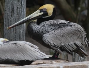 black and gray long beak bird thumbnail