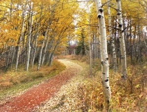 Woodland walk, Alberta, road, forest, autumn thumbnail