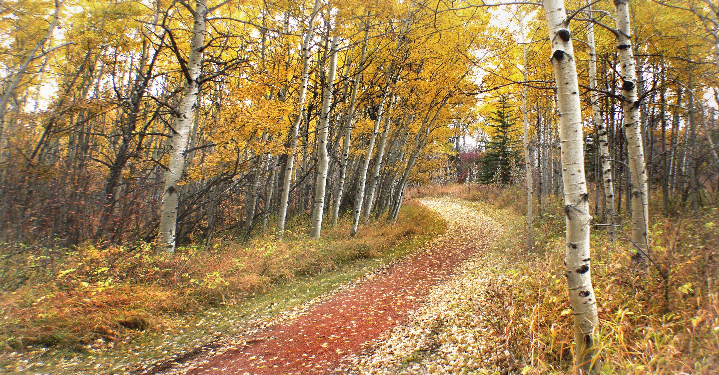 Woodland walk, Alberta, road, forest, autumn