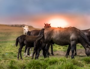black, brown and white horses on green grass field thumbnail