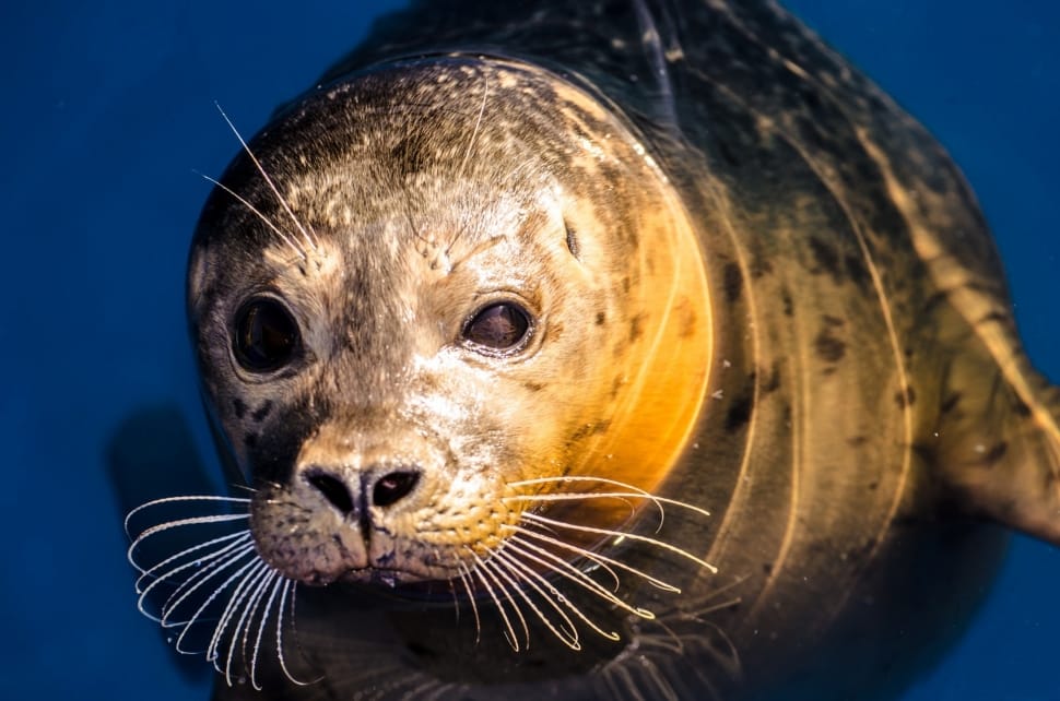 North-Sea, Grey, Animal, Seal, one animal, animal wildlife preview
