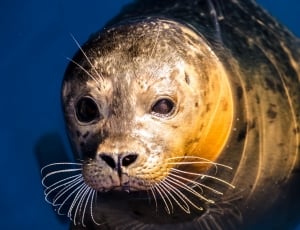 North-Sea, Grey, Animal, Seal, one animal, animal wildlife thumbnail