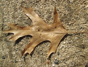 brown autumn leaf thumbnail