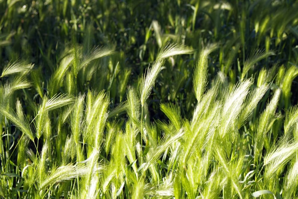 green wheat preview