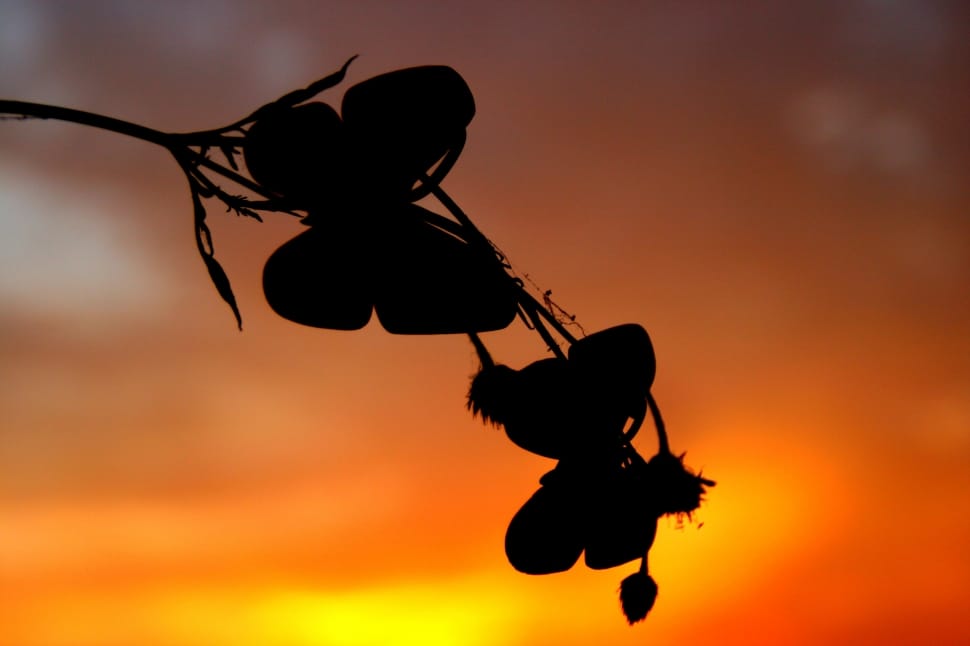 silhouette of leaves during sunset preview