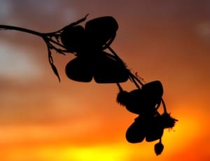 silhouette of leaves during sunset thumbnail